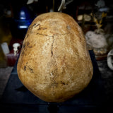 Human skull