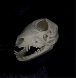 Deformed Piglet Skull