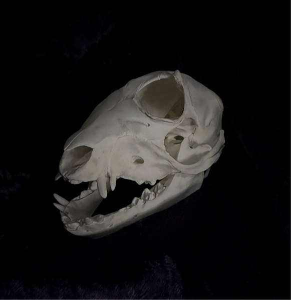 Deformed Piglet Skull