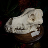 Dog Skull - A Female “Slovak Cuvac”