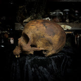 Human skull