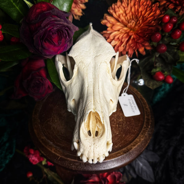 Dog Skull - A Female “Rhodesian Ridgeback”