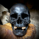 Human skull with mandible