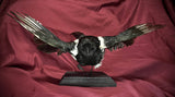 Taxidermy magpie
