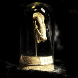“Mole skull” in a glass dome