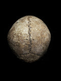 Human skull