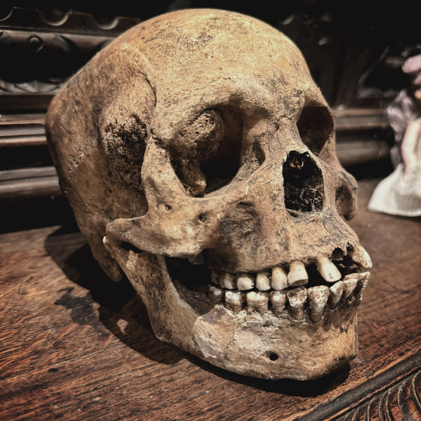 The Pirate - Real human skull