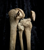 Articulated right leg