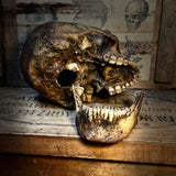 Human skull with mandible