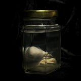 Wet Specimen “White Mouse”