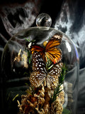 Item 9. Butterly dome