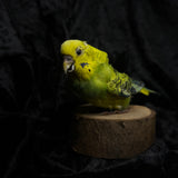 Taxidermy “Green Budgie”