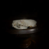 Mink Skull