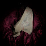 Human scapula (shoulder blade)