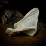 Human scapula (shoulder blade)