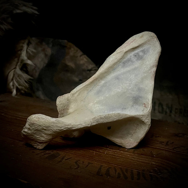 Human scapula (shoulder blade)