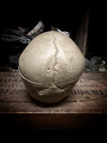 Medically prepared human skull