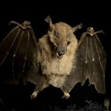 Flying Bat Frame