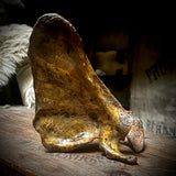 Human scapula (shoulder blade)