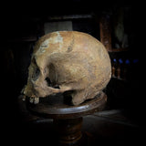 Human skull