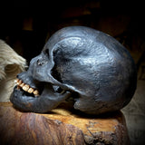 Human skull with mandible