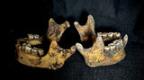 Item 9. Two human mandibles