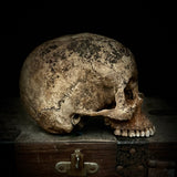 Human Skull