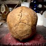 Large human skull