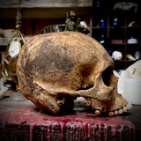 Large human skull