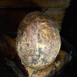 Human skull