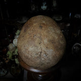 Human skull