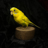Taxidermy “Yellow Budgie”