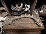 Articulated human spine