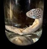 Item 8. Leopard gecko wet specimen