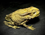 Item 13. Taxidermy toad