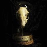 “Hedgehog skull” in a glass dome