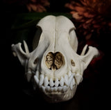 Dog Skull - A Female “Poodle”