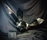 Item 3. Taxidermy magpie