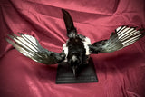 Taxidermy magpie