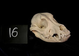 Item 16. Dog skull
