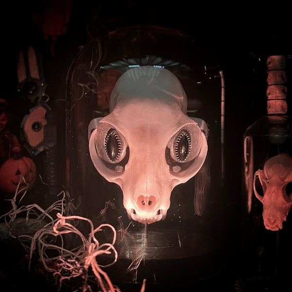 Hades the All Seeing Cat