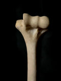 Human humerus bone