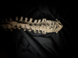 Articulated human spine