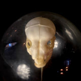 Item 7. Puppy skull dome