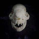 Deformed piglet Skull
