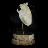 “Hedgehog skull” in a glass dome