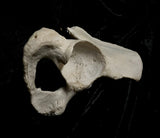 Human hip bone