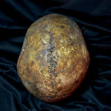 Item 1. Human skull
