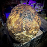 Human skull