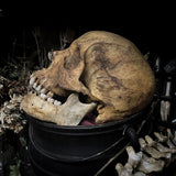 Human skull